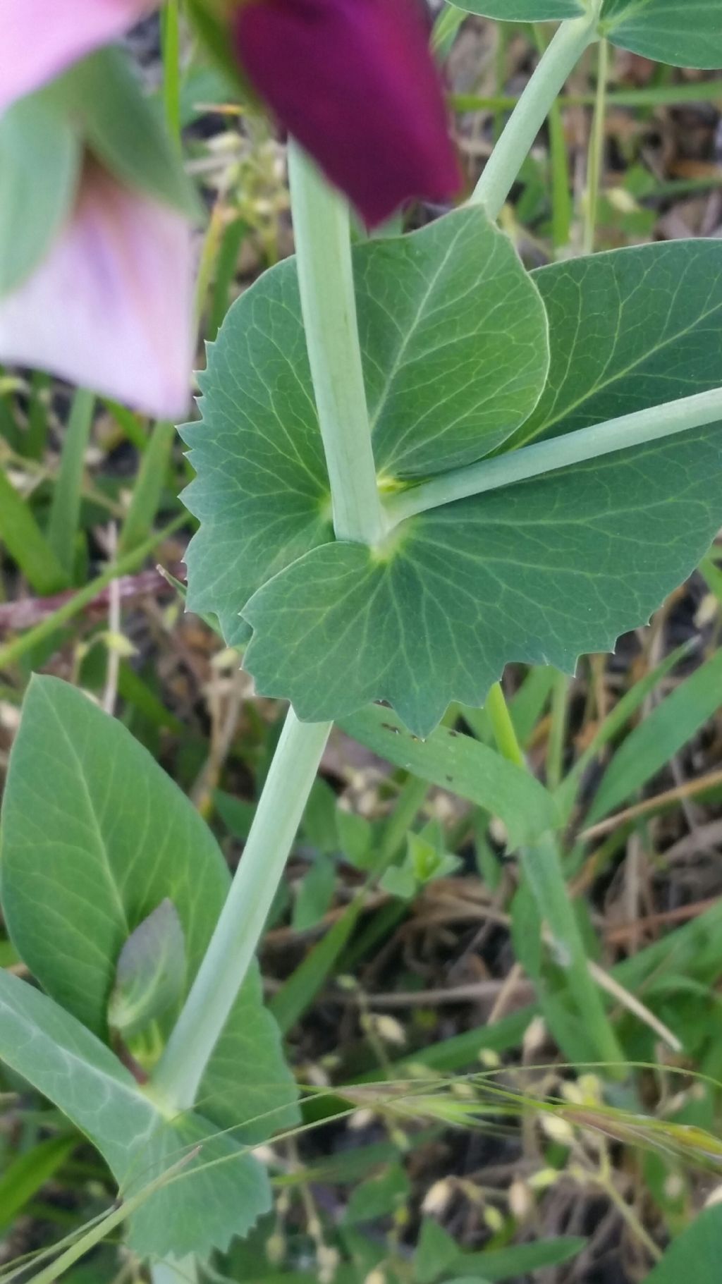 Pisum sativum selatius (Fabaceae)
